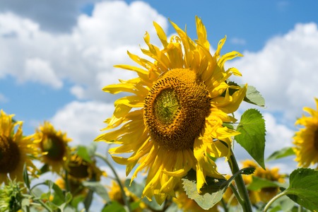 Field of blooming sunflowers on sky backgroundの写真素材