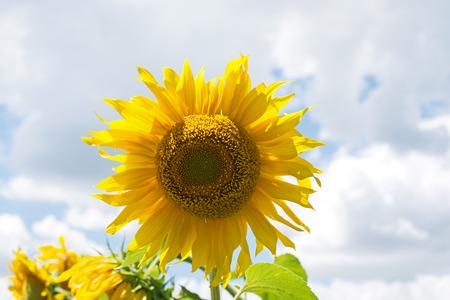 Field of blooming sunflowers on sky backgroundの写真素材