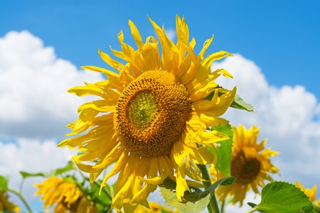 Field of blooming sunflowers on sky backgroundの写真素材