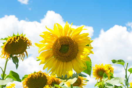 Field of blooming sunflowers on sky backgroundの写真素材
