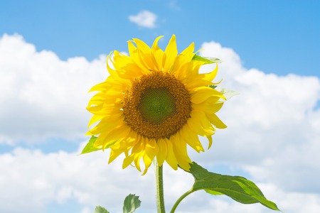 Field of blooming sunflowers on sky backgroundの写真素材