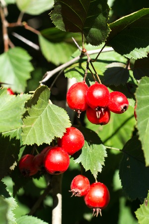 Hawthorn Tree ordinary. Ripe fruit on the branch.の写真素材