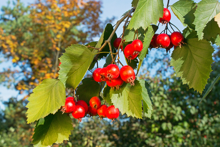 Hawthorn Tree ordinary. Ripe fruit on the branch.の写真素材