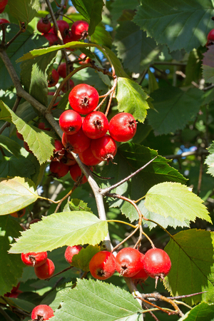 Hawthorn Tree ordinary. Ripe fruit on the branch.の写真素材