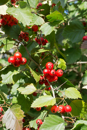 Hawthorn Tree ordinary. Ripe fruit on the branch.の写真素材