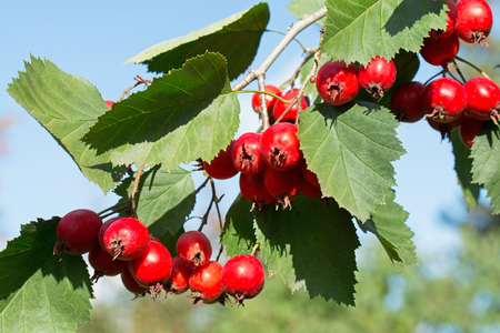 Hawthorn Tree ordinary. Ripe fruit on the branch.の写真素材