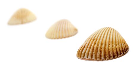 Line of sea shells isolated on white backgroundの写真素材