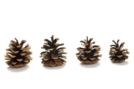 Line of Four Pine cones isolated on white backgroundの写真素材