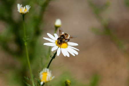 Chamomile flowers in the meadow, closeup detail with bee