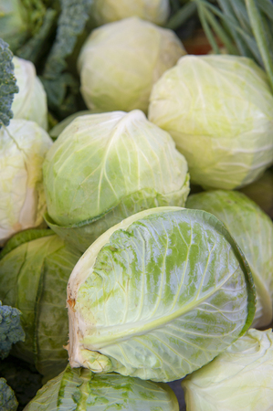 Cabbage or Brassica oleracea capitata, Black Cabbage, Borecole, broccoliの写真素材