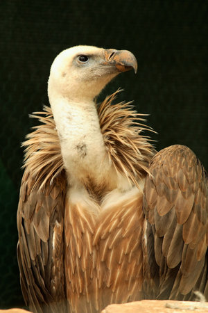 Big griffin vulture 3の写真素材