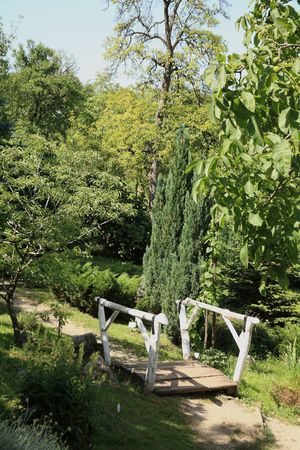 Causeway on the forest roadの写真素材