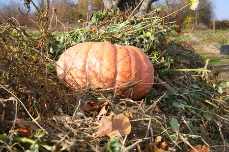 Pumpkinの写真素材