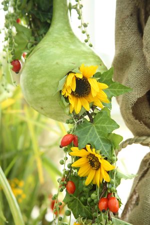 Nest of the pumpkin for sunflowerの写真素材