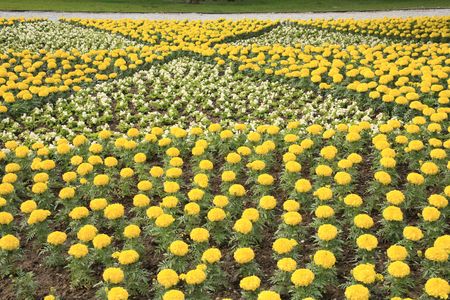 Tagetes erecta in the parkの写真素材