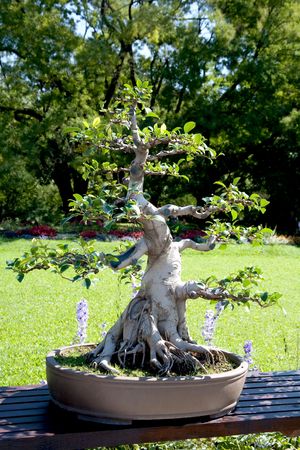 A bonsai tree at a botanical gardensの写真素材