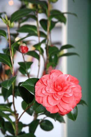 camellia flowerの写真素材