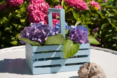 Hydrangea garden detailの写真素材