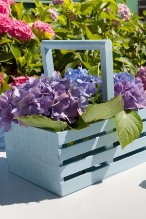 Hydrangea garden detailの写真素材