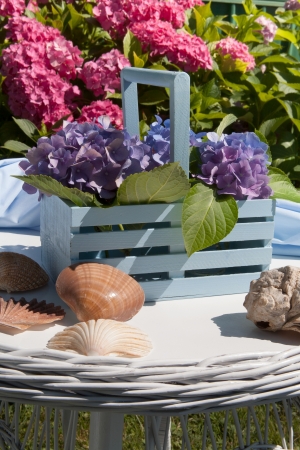 Hydrangea garden detailの写真素材
