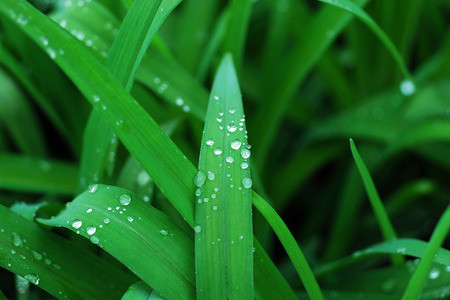 morning dew in my gardenの写真素材