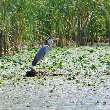 The Heron in itâ??s natural environment looking for food.Carska Bara Specijalni Rezervat Prirodeの写真素材
