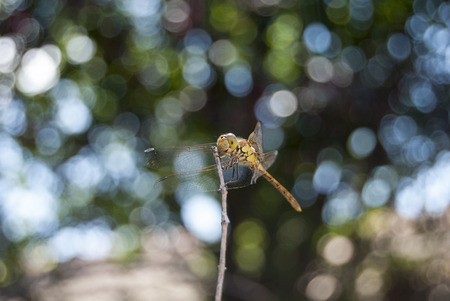 View of a beautiful yellow dragonfly on top of branch.の写真素材