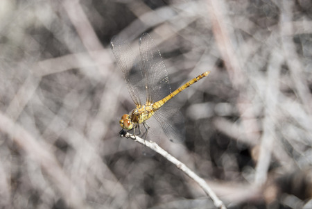 View of a beautiful yellow dragonfly on top of branch.の写真素材