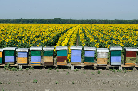 Beehives on the seed sunflower field.