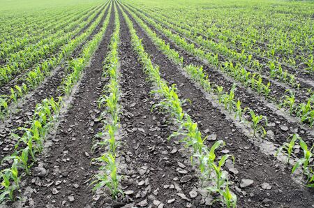 Rows of young green corn plants after agrotechnical processing.                                                                                                            Corn seedling on the field.の写真素材