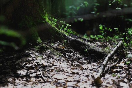 Beautiful wooden surfaces with green moss - texture and backgroundの写真素材