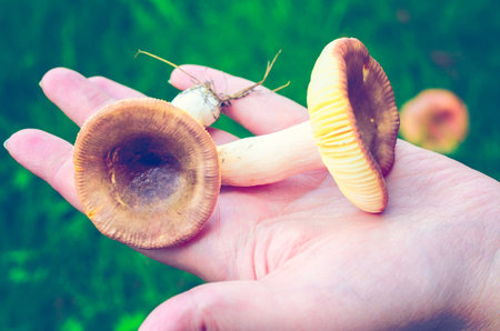 Female hand with mushrooms on background of green grass.の写真素材