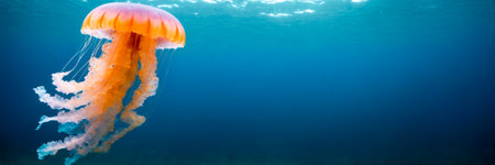 Vibrant Jellyfish Swimming Gracefully in Blue Ocean Depths.ethereal beauty of a colorful jellyfish with a luminescent body and delicate tendrils, effortlessly gliding through the serene deep blue oceanの素材