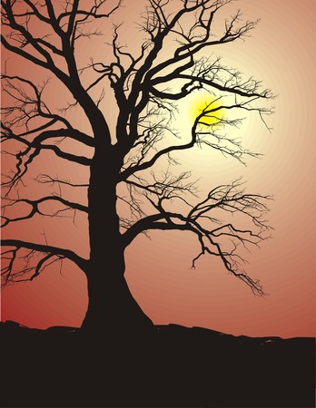 Silhouette of an old tree, oak, in sunset and, vector graphics のイラスト素材