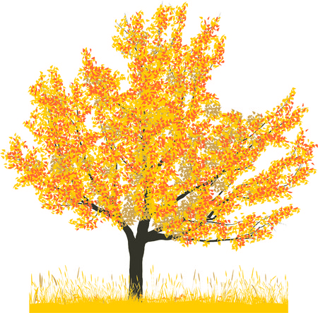 Vector illustration of cherry tree in autumnのイラスト素材