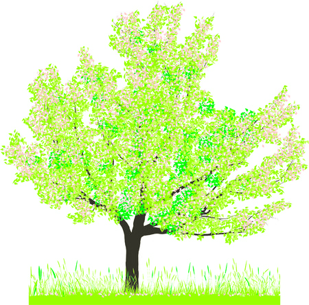 Vector illustration of cherry tree in springのイラスト素材
