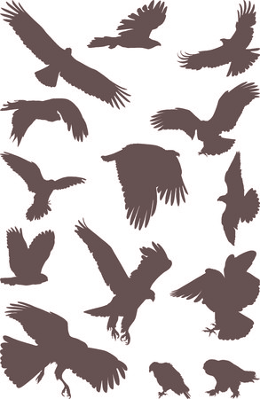 isolated silhouettes of bird predator on the white backgroundのイラスト素材