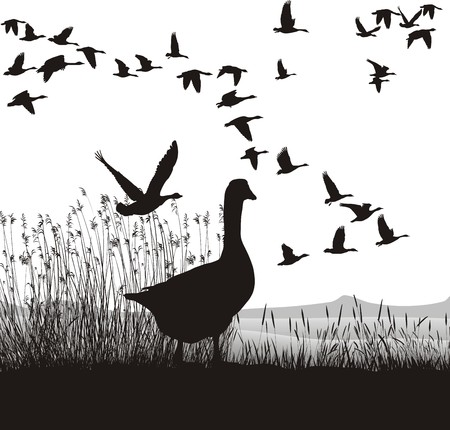 Illustration of wild geese, which are about to migrateのイラスト素材