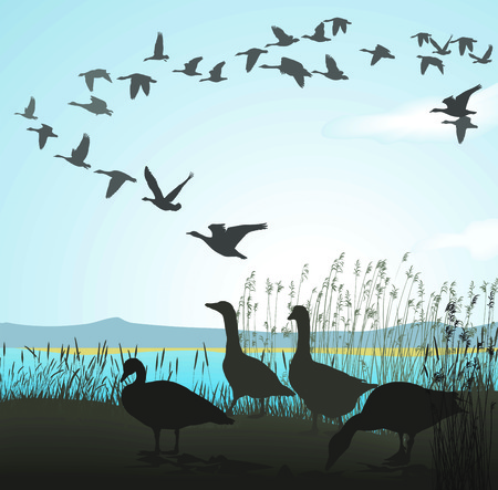illustration of wild geese to lake shoreのイラスト素材