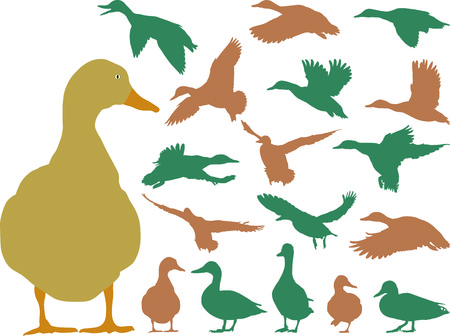 Collection of mallard silhouettes on white background のイラスト素材