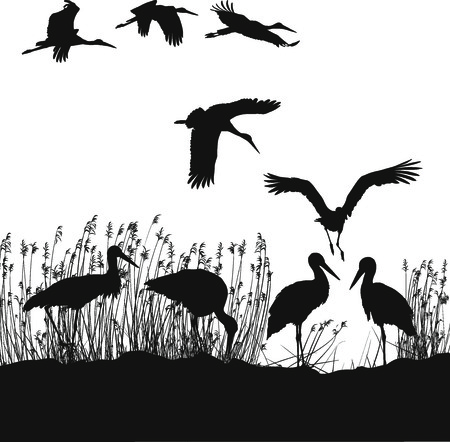black and white illustration of storks on the lakesideのイラスト素材