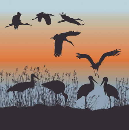 illustration of storks on the lakesideのイラスト素材