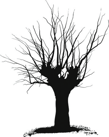Silhouette acacia tree black drawings on a white backgroundのイラスト素材
