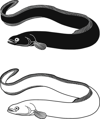 illustration black and white freshwater fishのイラスト素材