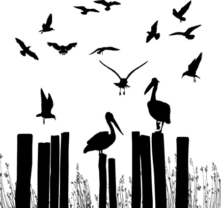 vector illustration flying seagulls and pelicans sittingのイラスト素材