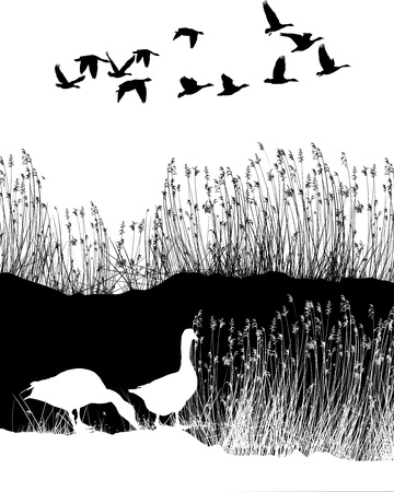 Wild geese, reed, illustration, background, flown, black and whiteのイラスト素材