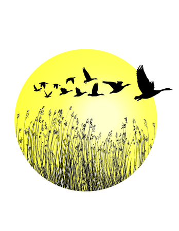 A circular piece of landscape with reeds and-flying mallard ducksのイラスト素材