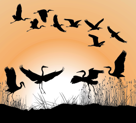 vector illustration herons reed and sunsetのイラスト素材