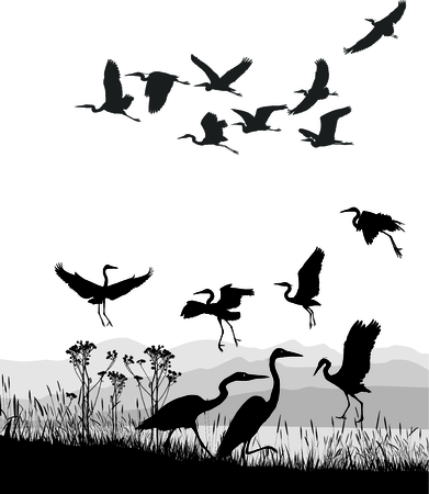 vector illustration Herons on the shores of Lakeのイラスト素材