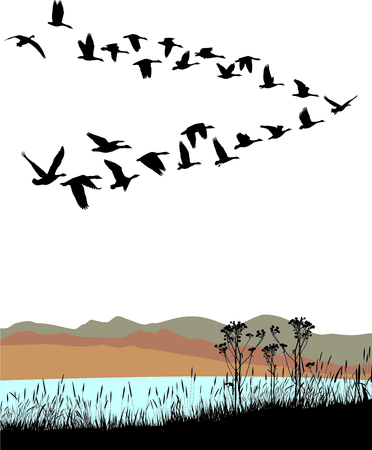 Vector illustration shore lake and wild geese migration through the autumn landscapeのイラスト素材